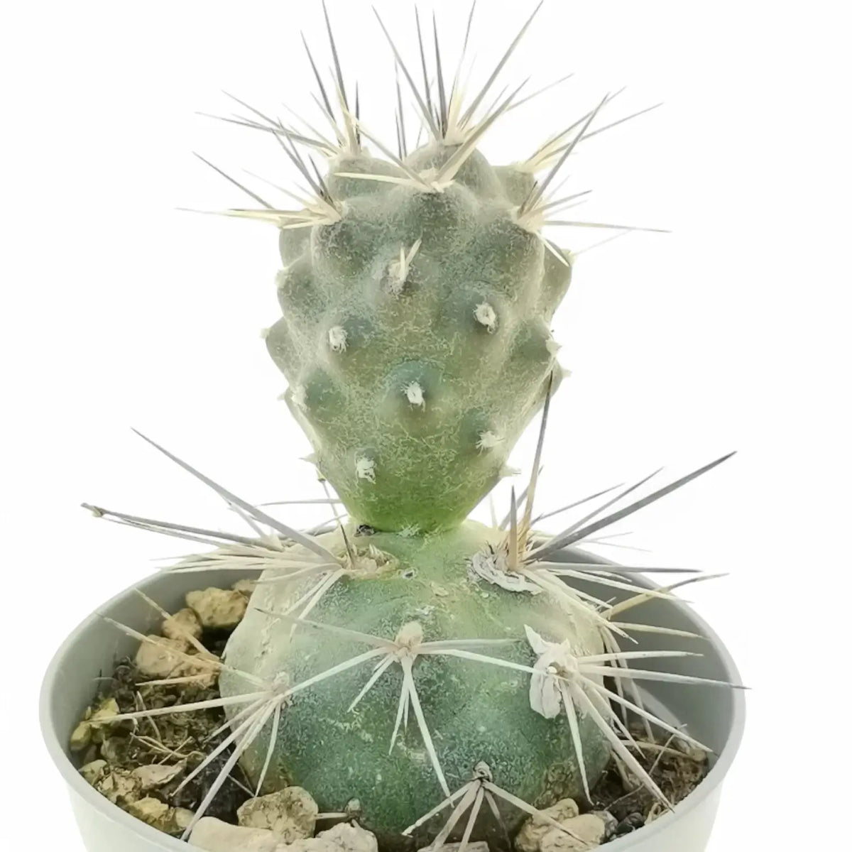 Tephrocactus alexanderi potted plant in nursery pot on white background.