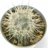 Tephrocactus alexanderi potted plant in nursery pot on white background.