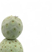 Tephrocactus geometricus leaf close-up on white background.