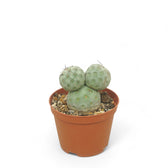 Tephrocactus geometricus potted plant in nursery pot on white background.