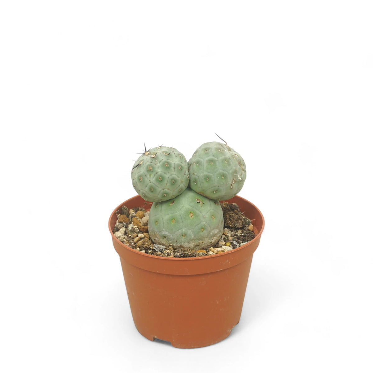 Tephrocactus geometricus potted plant in nursery pot on white background.