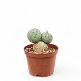 Tephrocactus geometricus potted plant in nursery pot on white background.