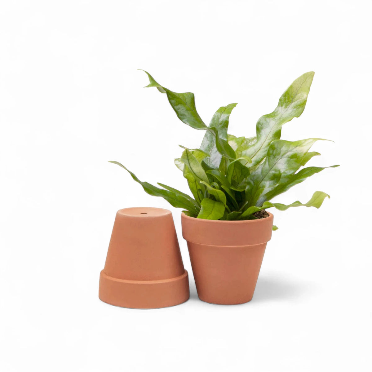 Terracotta pot main product photo on white background.