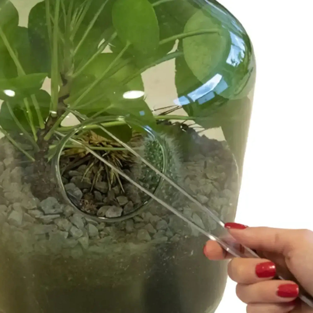 Terrarium-Pinzette auf weißem Hintergrund, Produktfoto 3.