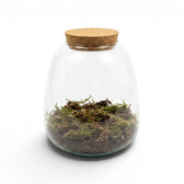 Glass jar with cork lid containing terrarium potting mix on a white background