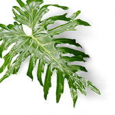 Thaumatophyllum bipinnatifidum – Blattdetail vor weißem Hintergrund..