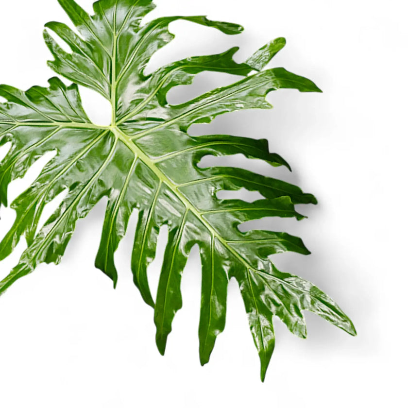 Nahaufnahme eines Blatts von Thaumatophyllum bipinnatifidum vor weißem Hintergrund.