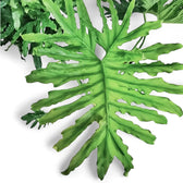 Thaumatophyllum bipinnatifidum – Zimmerpflanze im Kulturtopf auf weißem Hintergrund, Produktfoto 10.