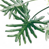 Thaumatophyllum bipinnatifidum – Zimmerpflanze im Kulturtopf auf weißem Hintergrund, Produktfoto 3.