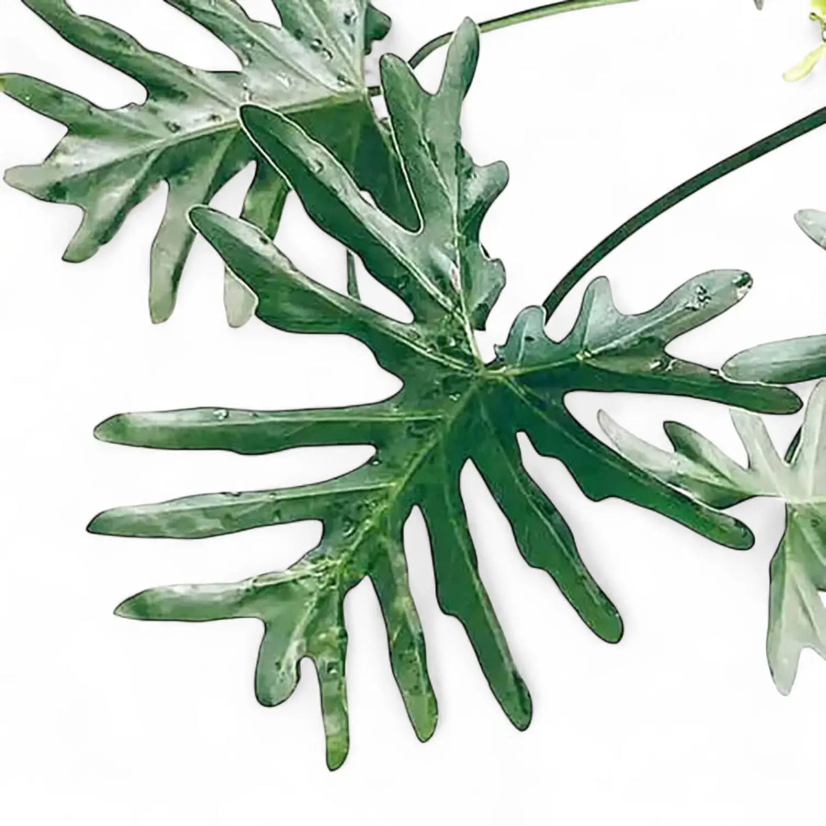 Thaumatophyllum bipinnatifidum – Zimmerpflanze im Kulturtopf auf weißem Hintergrund, Produktfoto 3.