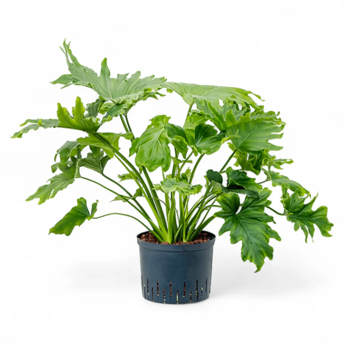 Thaumatophyllum bipinnatifidum – Zimmerpflanze im Kulturtopf auf weißem Hintergrund, Produktfoto 7.