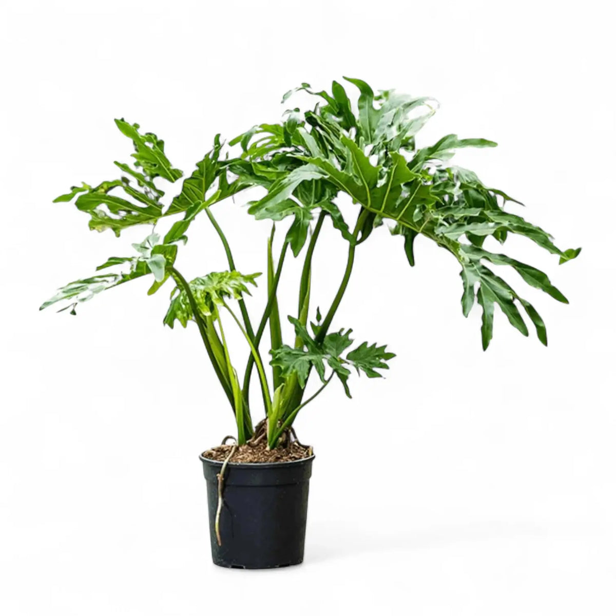 Thaumatophyllum bipinnatifidum – Zimmerpflanze im Kulturtopf auf weißem Hintergrund, Produktfoto 8.