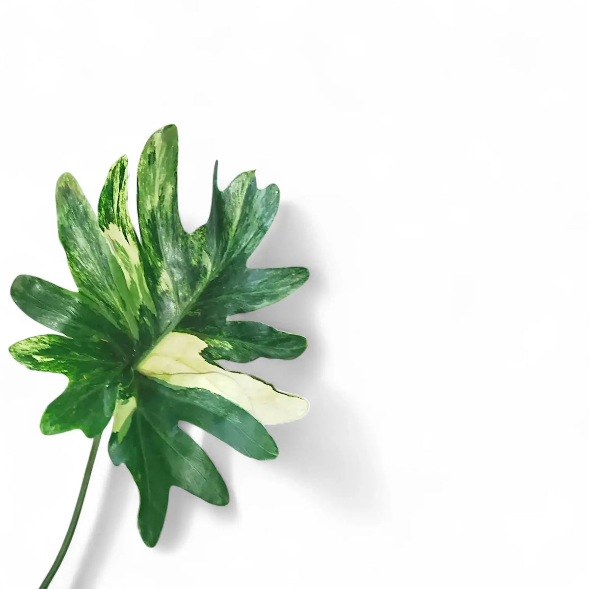 Thaumatophyllum bipinnatifidum variegata potted plant in nursery pot on white background.