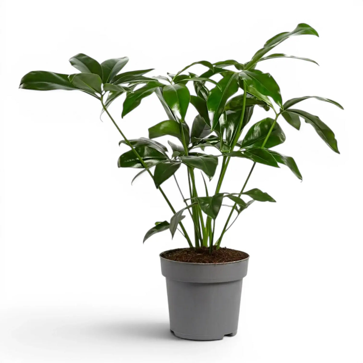 Thaumatophyllum Green Wonder plant with lobed green leaves in a nursery pot.