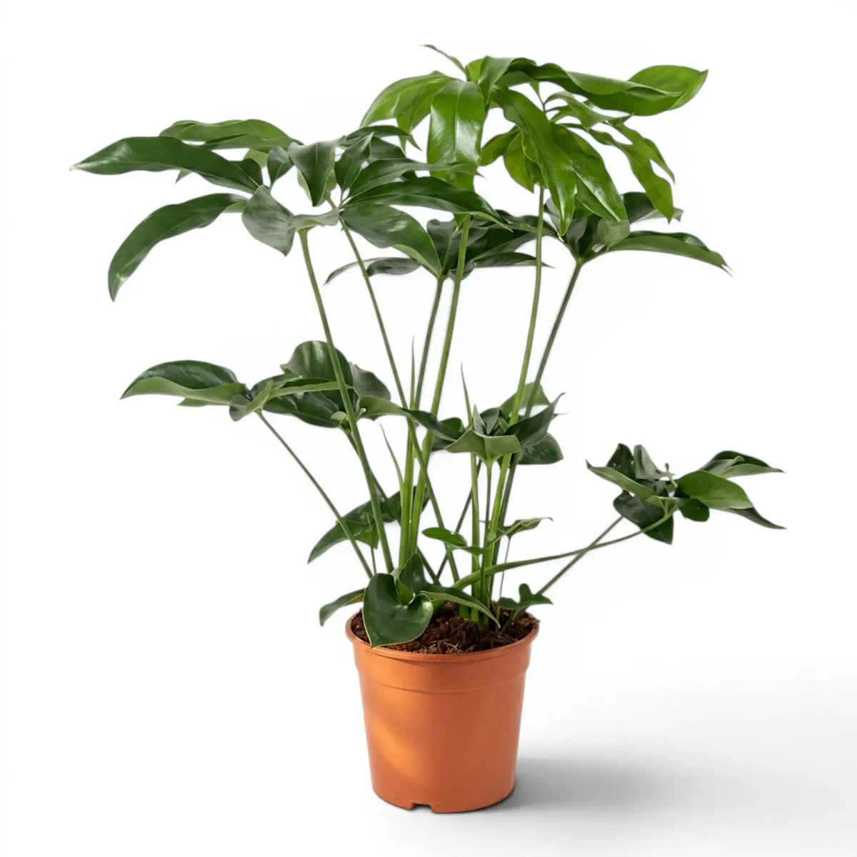 Thaumatophyllum Green Wonder plant with lobed green leaves in a nursery pot.