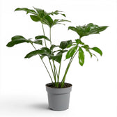 Thaumatophyllum Green Wonder plant with lobed green leaves in a nursery pot.