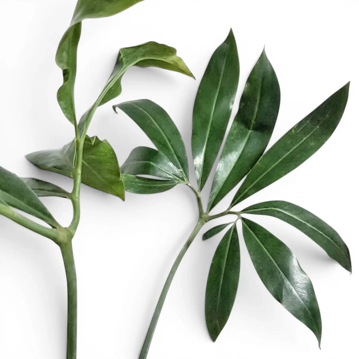 Thaumatophyllum Green Wonder foliage close-up with deeply lobed green leaves.