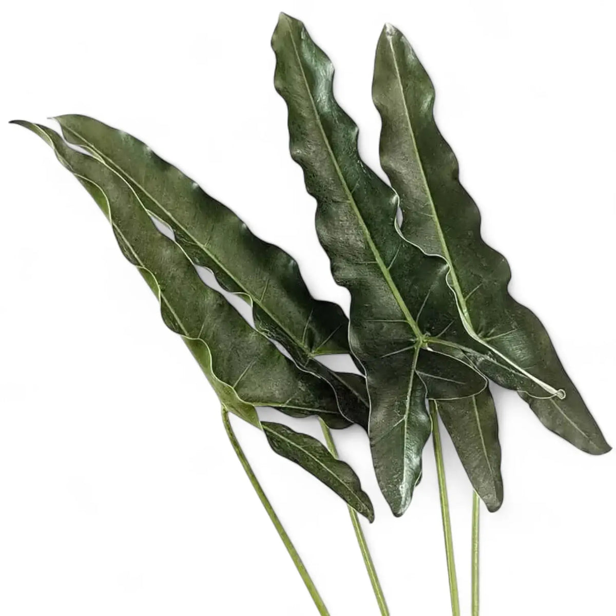 Thaumatophyllum stenolobum Zimmerpflanze im Anzuchttopf vor weißem Hintergrund, Produktfoto 12.