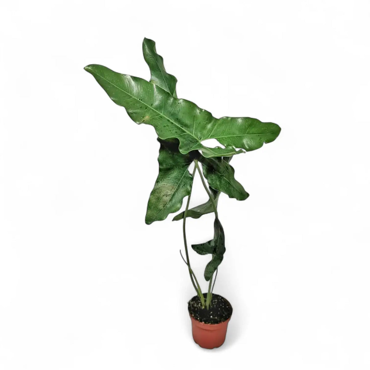 Thaumatophyllum stenolobum Zimmerpflanze im Anzuchttopf vor weißem Hintergrund, Produktfoto 4.