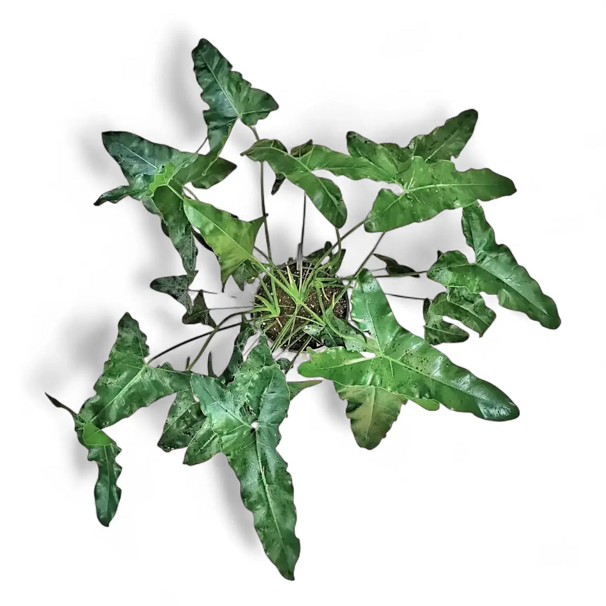 Thaumatophyllum stenolobum Zimmerpflanze im Anzuchttopf vor weißem Hintergrund, Produktfoto 5.