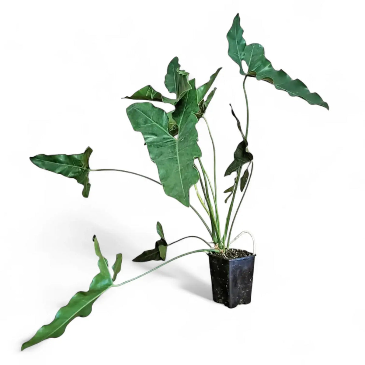 Thaumatophyllum stenolobum Zimmerpflanze im Anzuchttopf vor weißem Hintergrund, Produktfoto 7.