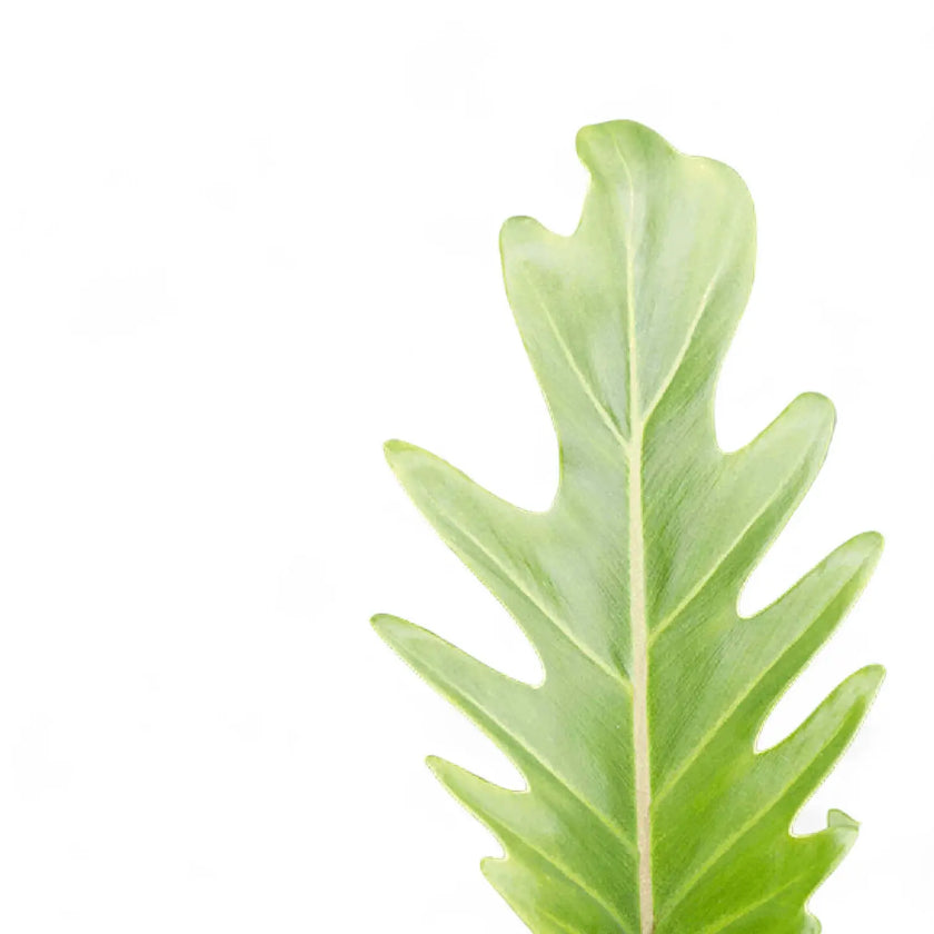 Nahaufnahme eines Blatts von Thaumatophyllum xanadu vor weißem Hintergrund.