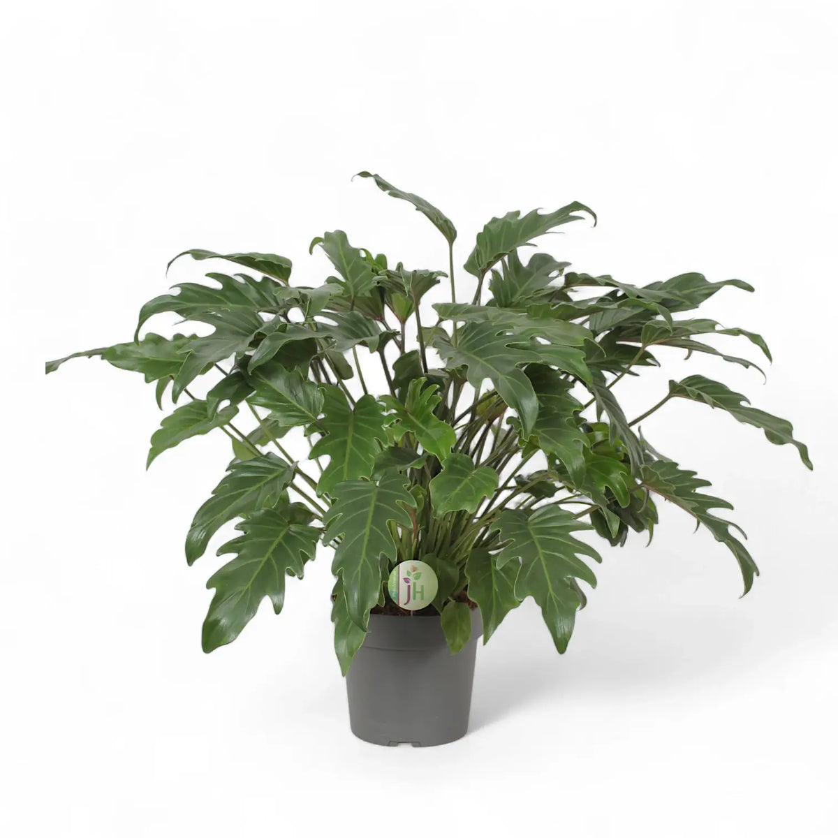 Thaumatophyllum xanadu – Zimmerpflanze im Kulturtopf auf weißem Hintergrund, Produktfoto 3.