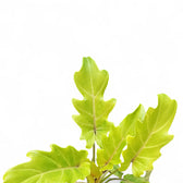 Thaumatophyllum xanadu 'Lemon' leaf detail on white background.