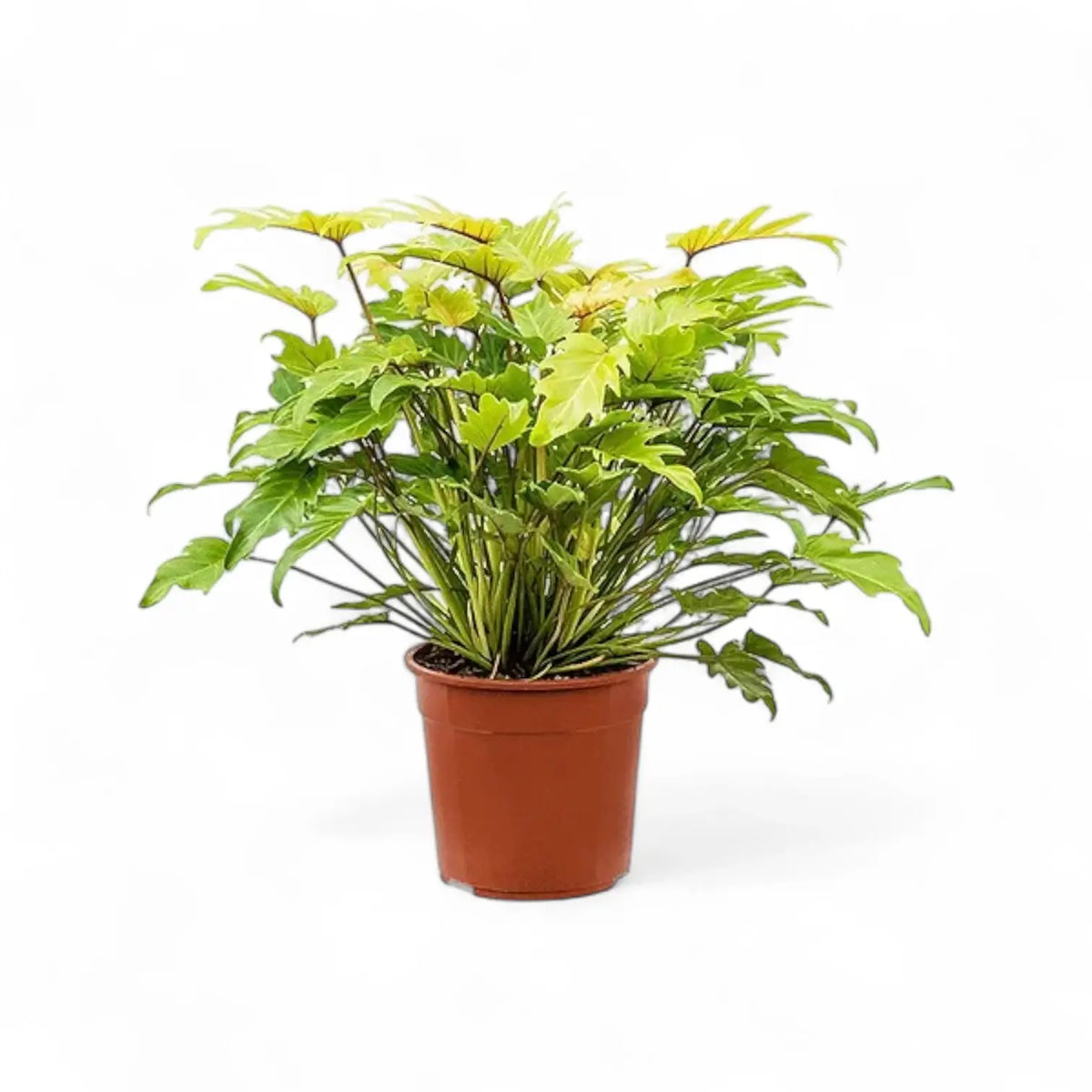Thaumatophyllum xanadu 'Lemon' potted plant in nursery pot on white background.