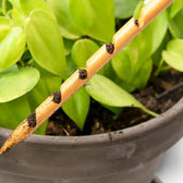 The Soil Checker auf weißem Hintergrund, Produktfoto 2.
