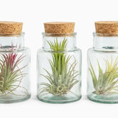 Three Tillandsia air plants in corked clear glass bottles on a white background