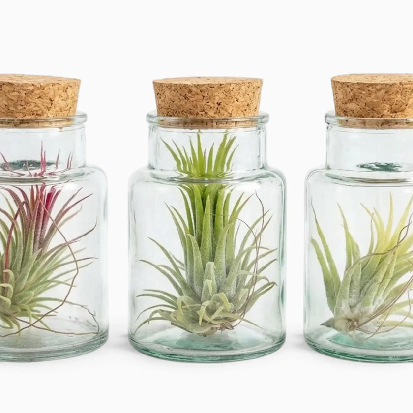 Three Tillandsia air plants in corked clear glass bottles on a white background