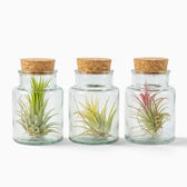 Three Tillandsia air plants in corked glass bottles with varied green and red foliage