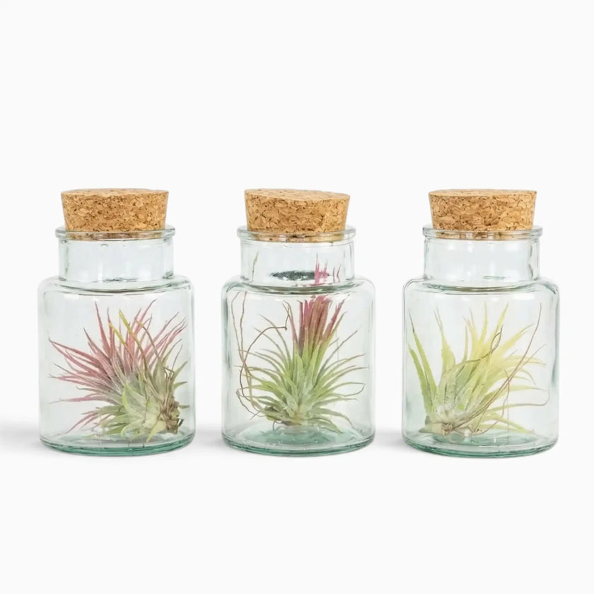 Three Tillandsia air plants in corked glass bottles with red and pale green rosettes