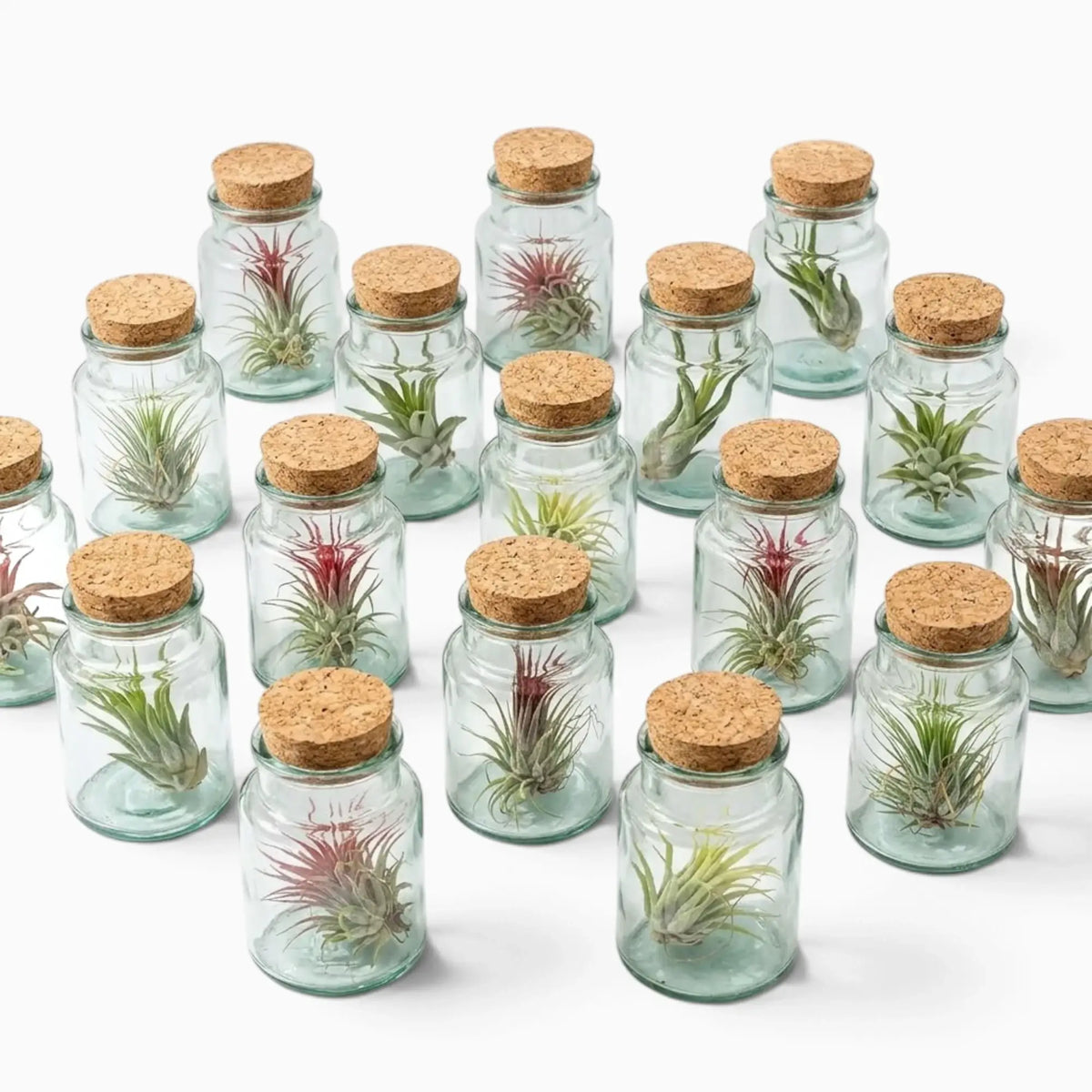 Assorted Tillandsia air plants displayed in multiple corked glass bottles