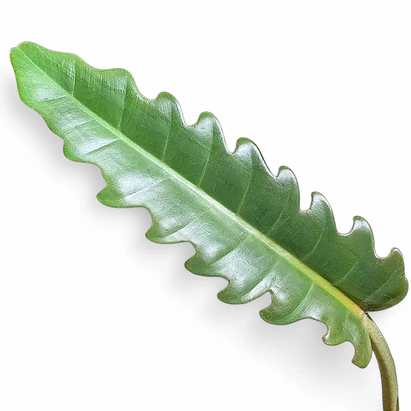 Philodendron 'Narrow' ('Tiger Tooth', 'Jungle boogie') leaf close-up on white background.