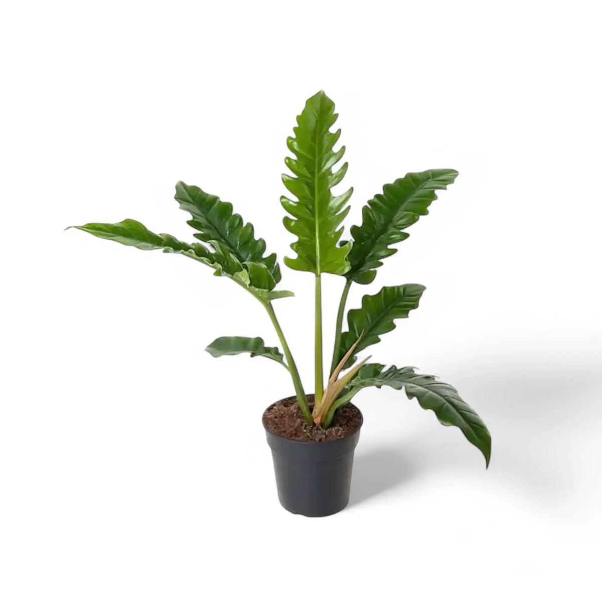 Philodendron 'Narrow' ('Tiger Tooth', 'Jungle boogie') – Zimmerpflanze im Kulturtopf auf weißem Hintergrund, Produktfoto 3.