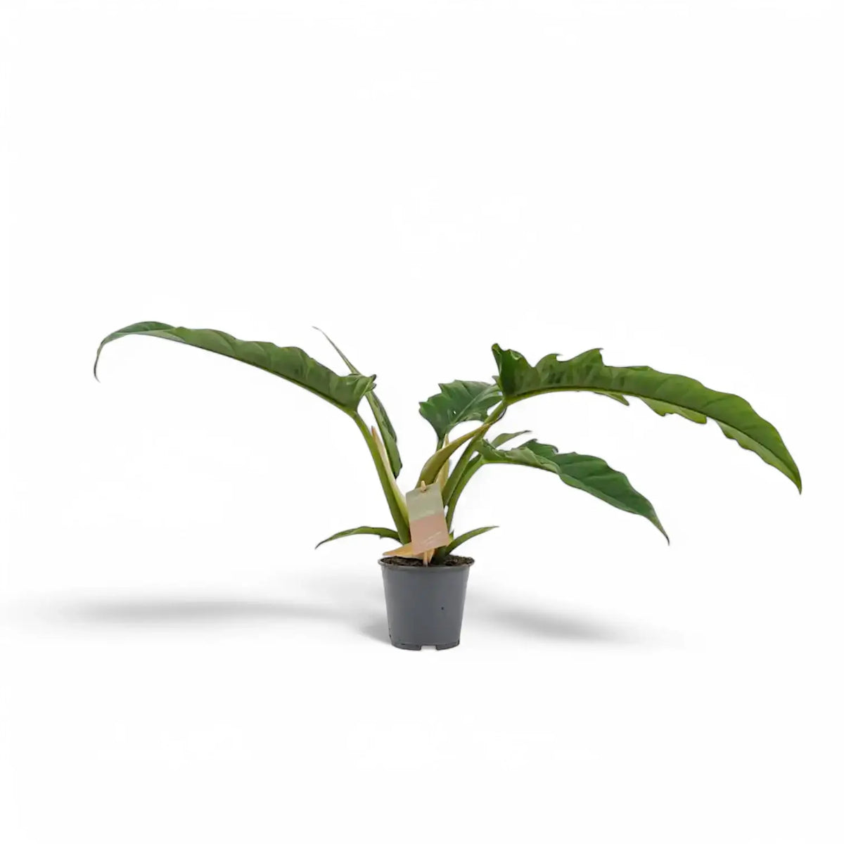 Philodendron 'Narrow' ('Tiger Tooth', 'Jungle boogie') – Zimmerpflanze im Kulturtopf auf weißem Hintergrund, Produktfoto 4.