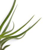 Nahaufnahme von Tillandsia bulbosa mit überlappenden Blattbasen und schnurförmigen dunkelgrünen Blättern