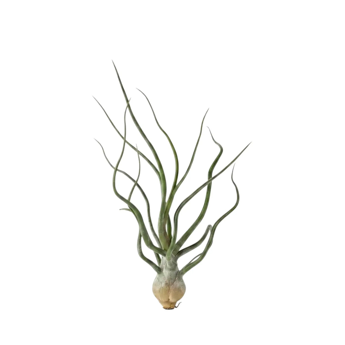 Gesamtansicht von Tillandsia bulbosa mit zwiebelartig verdicktem Ansatz aus überlappenden Blattbasen und locker gedrehten grünen Blättern