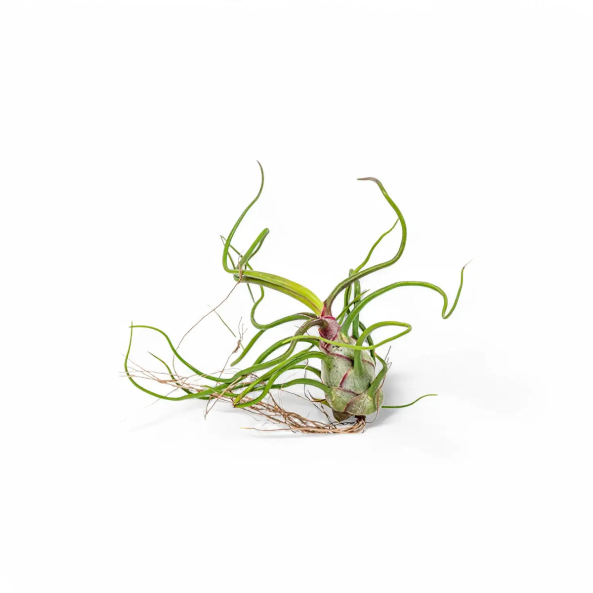 Tillandsia air plant with long twisting green leaves against a white background