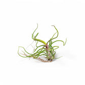 Tillandsia air plant with long twisting green leaves against a white background