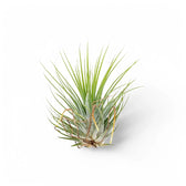Tillandsia air plant with a narrow upright green rosette against a white background