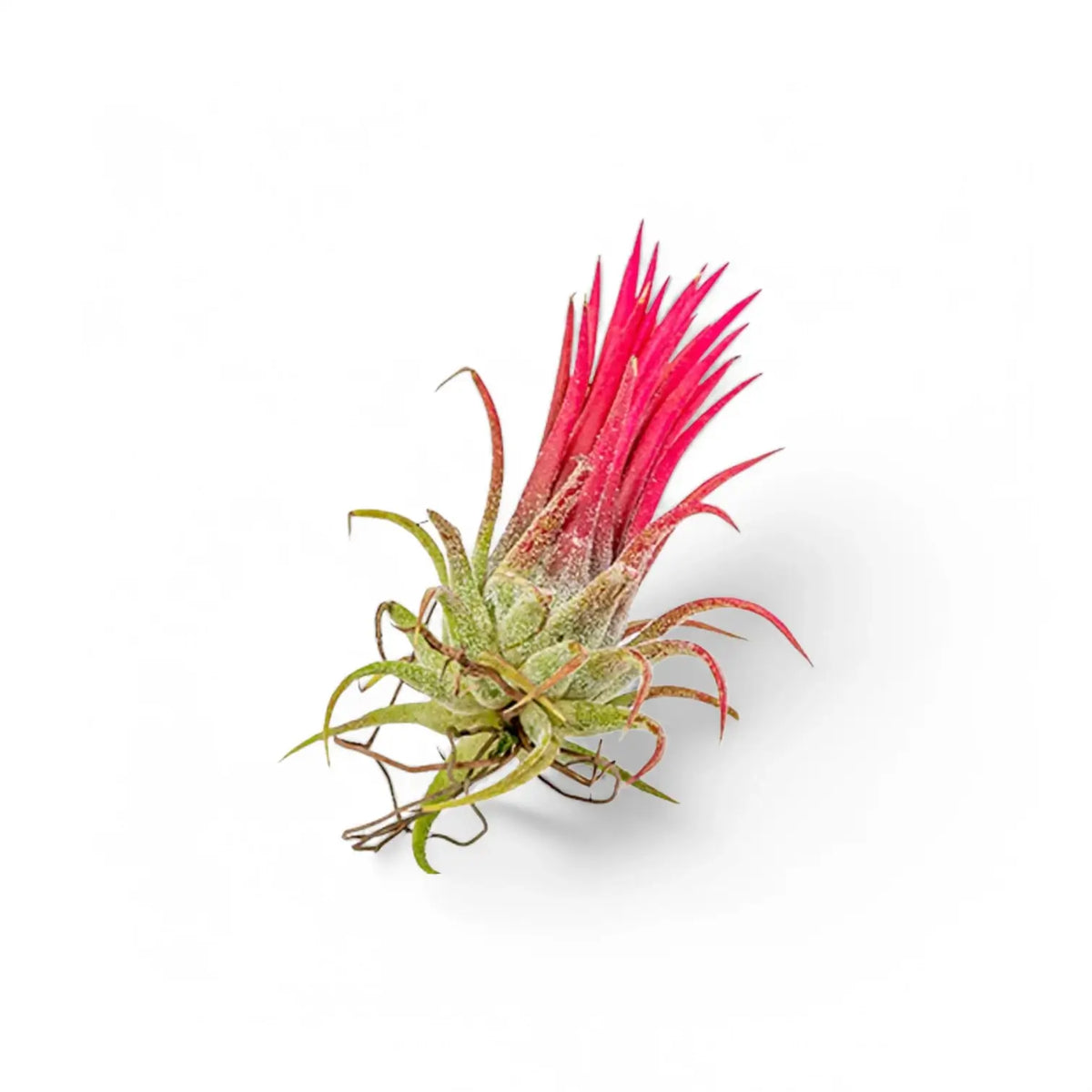 Tillandsia air plant with red-blushed upright leaves against a white background