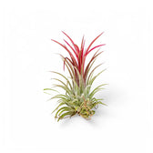 Tillandsia air plant with red-tipped leaves rising from a silver-green rosette