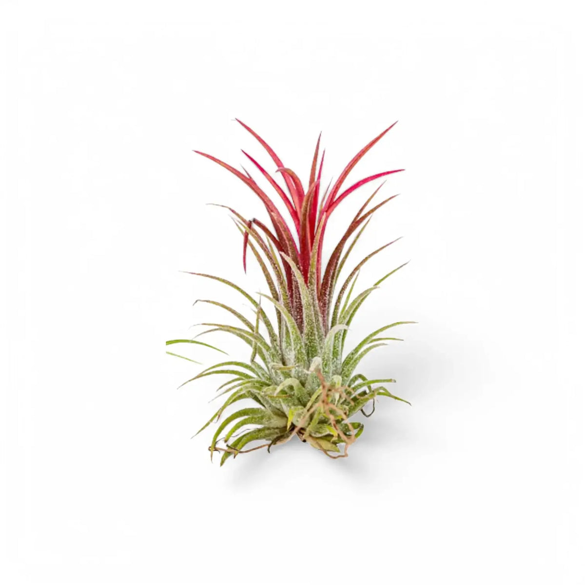 Tillandsia air plant with red-tipped leaves rising from a silver-green rosette