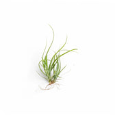 Tillandsia air plant with sparse narrow green leaves against a white background