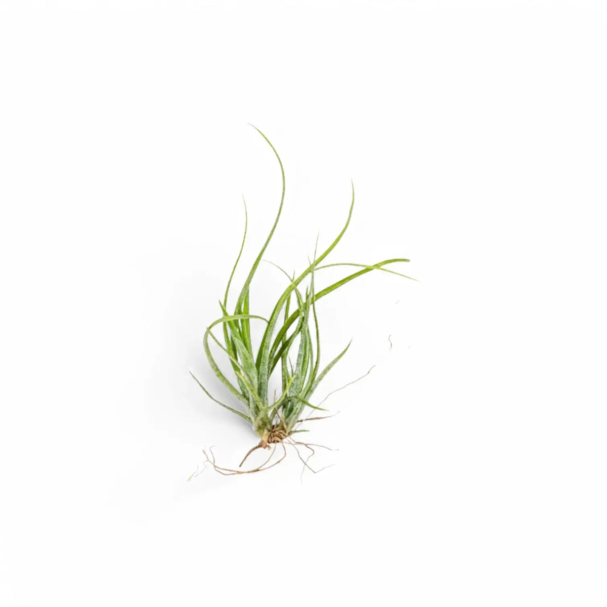 Tillandsia air plant with sparse narrow green leaves against a white background