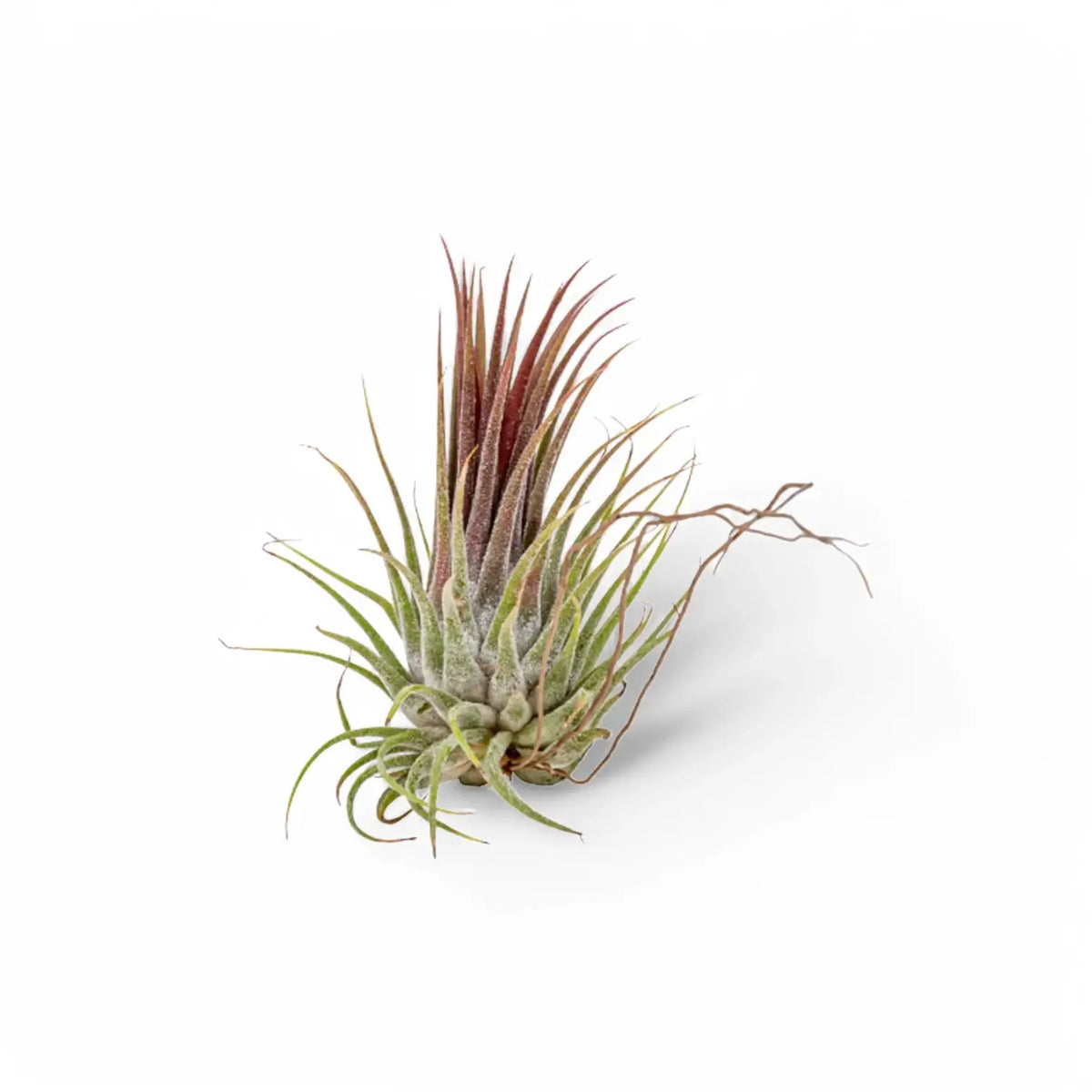 Tillandsia air plant with curled silver-green leaves and a dark red centre
