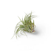 Tillandsia air plant with a loose curl of fine silver-green leaves